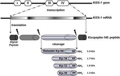 Kisspeptin and Cancer: Molecular Interaction, Biological Functions, and Future Perspectives